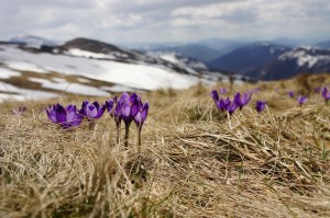 buds in snow